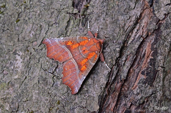 Zimteule (Scoliopteryx libatrix)